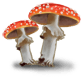 грибы 