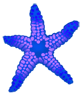 морская звезда 