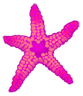 морская звезда 