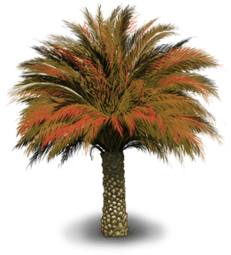 пальма 