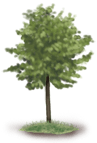 Дерево 1 