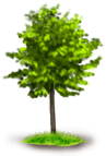 Дерево 1 