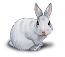 Белый кролик 