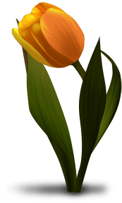 тюльпан 