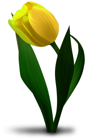 тюльпан 