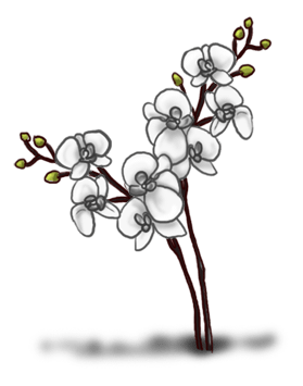 орхидея 