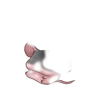 Принять мышь ангора
